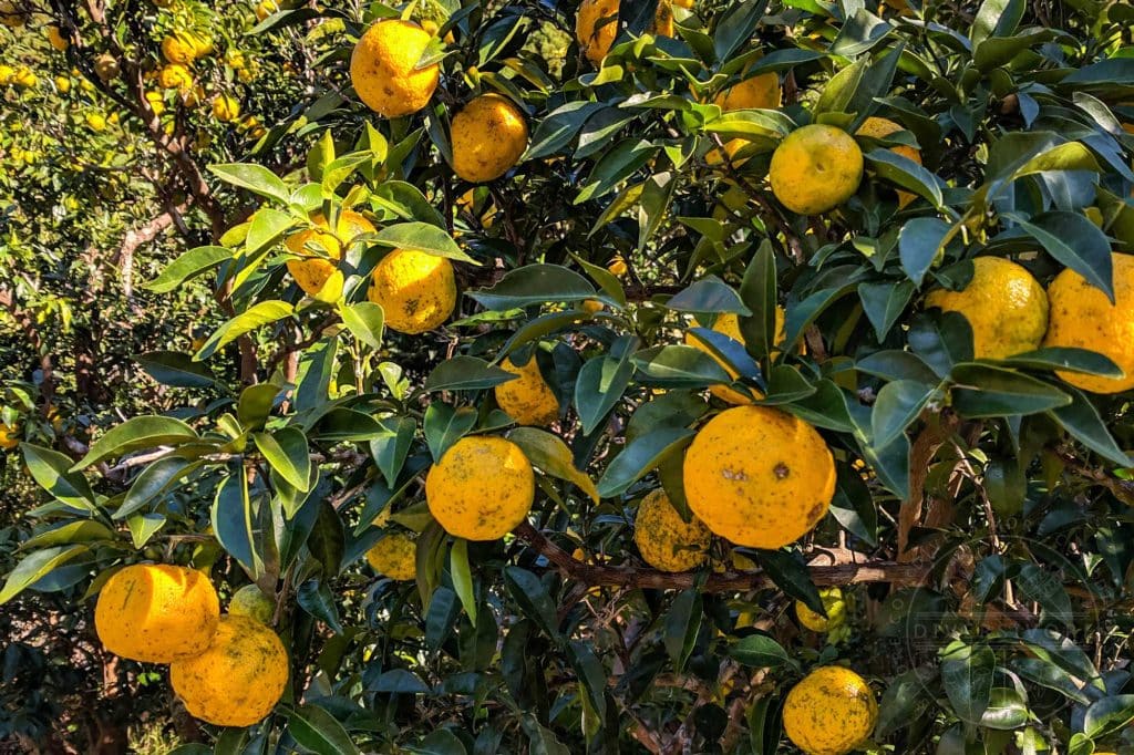 Potential Health Benefits of Yuzu