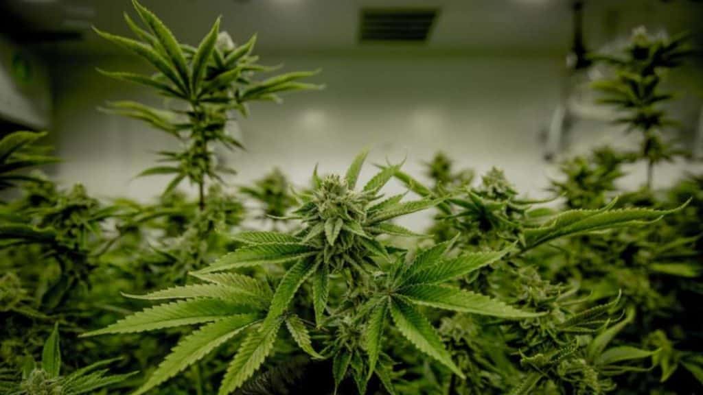 Green to Your Door: The Rise of Weed Delivery in Today’s Market Green to Your Door The Rise of Weed Delivery in Today's Market