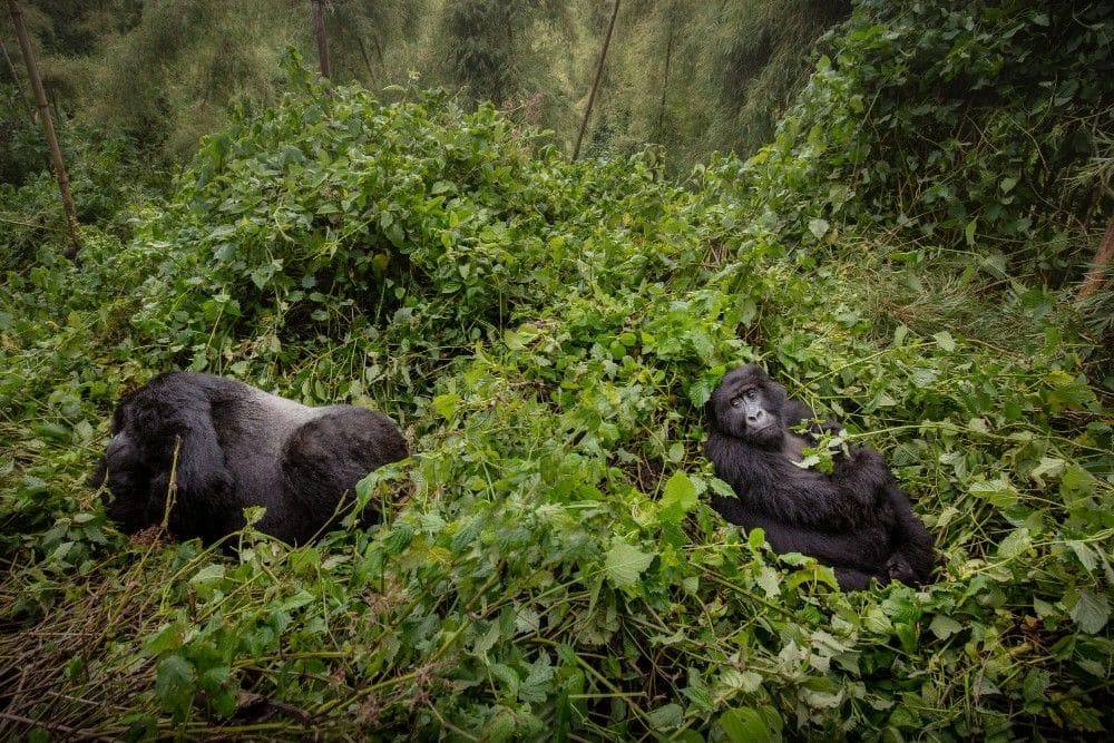 From Gorilla Trekking to Luxury Safaris: The Ultimate Uganda Wildlife Experience Image 1 of From Gorilla Trekking to Luxury Safaris: The Ultimate Uganda Wildlife Experience